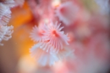 「オオシライトゴカイ」のサムネイル画像