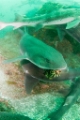 「ドチザメ」のサムネイル画像