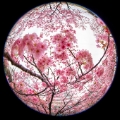 「ヨウコウザクラ(陽光桜)」のサムネイル画像