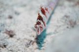 「サラサゴンベ(Coral Hawkfish)」のサムネイル画像