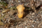 「ゴマフビロードウミウシ」のサムネイル画像