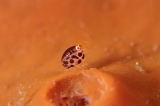 「ホテイヨコエビ科の一種」のサムネイル画像