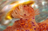 「ニシキウミウシ」のサムネイル画像