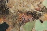 「olivia shrimp(オリビアシュリンプ)」のサムネイル画像