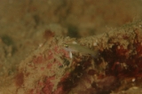 「モエギハゼ属の一種( tiny dart goby sp.)」のサムネイル画像