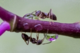 「アリの仲間」のサムネイル画像