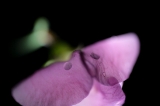 「人面花」のサムネイル画像
