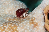 「アカツメサンゴヤドカリ」のサムネイル画像