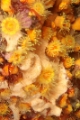 「ムツサンゴ」のサムネイル画像