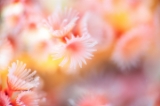 「オオシライトゴカイ」のサムネイル画像
