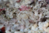 「サンゴヒメエビ」のサムネイル画像