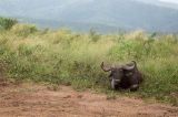「アフリカスイギュウ(African buffalo)」のサムネイル画像