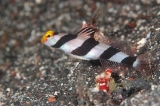 「ネジリンボウ(Yellownose shrimp goby)」のサムネイル画像