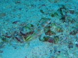 「ヤノダテハゼ(Flag-tail shrimp Goby)」のサムネイル画像