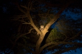 「アフリカヒナフクロウ(african wood-owl)」のサムネイル画像