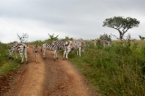 「サバンナシマウマ(Plains zebra)」のサムネイル画像