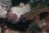 「ヒラテンジクダイ(Split-banded cardinalfish,Blue-eyed cardinalfish)」のサムネイル画像