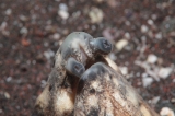 「ホタテウミヘビ」のサムネイル画像