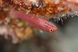 「レッドラインピグミーゴビー(Stripehead dwarfgoby,redline pygmy-goby)」のサムネイル画像