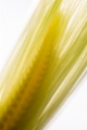 「レインボーコーン(虹色トウモロコシ,七色トウモロコシ,グラスジェムコーン,ジュエリーコーン)」のサムネイル画像