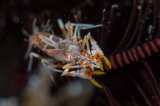 「トゲツノメエビ」のサムネイル画像