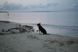 「砂浜にも野犬」のサムネイル画像