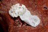 「イロウミウシ属の一種」のサムネイル画像