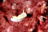 「コトヒメウミウシ」のサムネイル画像