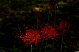 「ヒガンバナ」のサムネイル画像