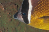 「チョウチョウウオ(Butterflyfish)」のサムネイル画像