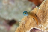 「yellow-eyed combtooth blenny」のサムネイル画像