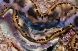 「シャコ貝」のサムネイル画像