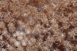 「キクメハナガササンゴ」のサムネイル画像