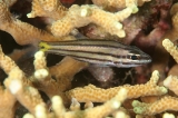 「ヤライイシモチ(Five-line Cardinalfish)」のサムネイル画像