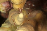 「ホンカクレエビ属の一種」のサムネイル画像
