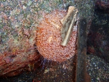 「ラッパウニ(Flower sea urchin)」のサムネイル画像