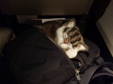 「機内に持ち込んだ猫」のサムネイル画像