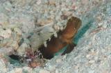 「black shrimpgoby(ブラックシュリンプゴビー)」のサムネイル画像