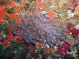 「 ハナガササンゴ」のサムネイル画像