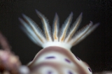 「ヒョウモンウミウシ」のサムネイル画像