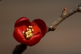 「長寿梅」のサムネイル画像