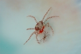 「キンチャクガニ(Boxer crab)」のサムネイル画像