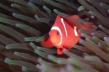 「スパインチークアネモネフィッシュ(spine-cheek anemonefish)」のサムネイル画像