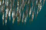 「ヨロイウオ(Rigid Shrimpfish)」のサムネイル画像