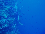 「水中撮影中のダイバー」のサムネイル画像