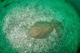 「カスザメ」のサムネイル画像