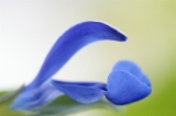 「Sarah Raven's Salvia Deep Blue」のサムネイル画像