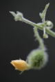 「paddy melon」のサムネイル画像