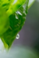 「植物の仲間」のサムネイル画像