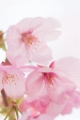 「ヨコハマヒザクラ(横浜緋桜)」のサムネイル画像